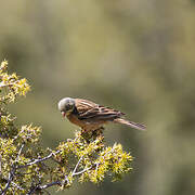 Ortolan Bunting