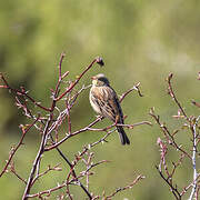 Ortolan Bunting