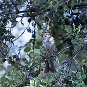 Corn Bunting