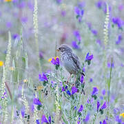 Corn Bunting