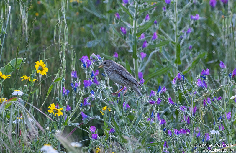 Corn Buntingadult breeding