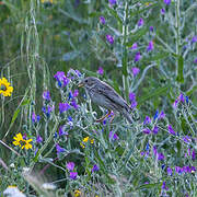 Corn Bunting