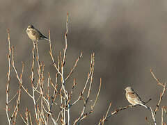 Corn Bunting