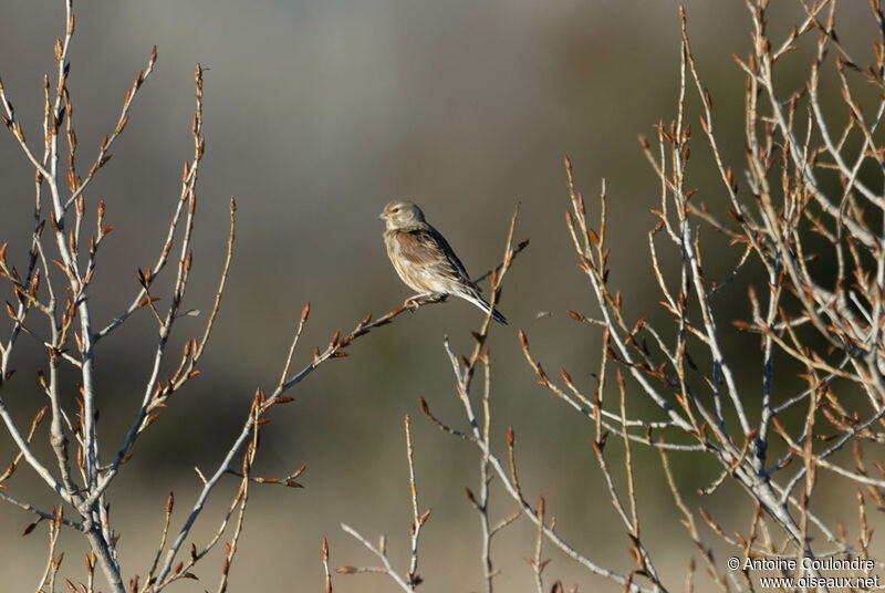 Corn Bunting male adult post breeding