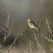 Corn Bunting