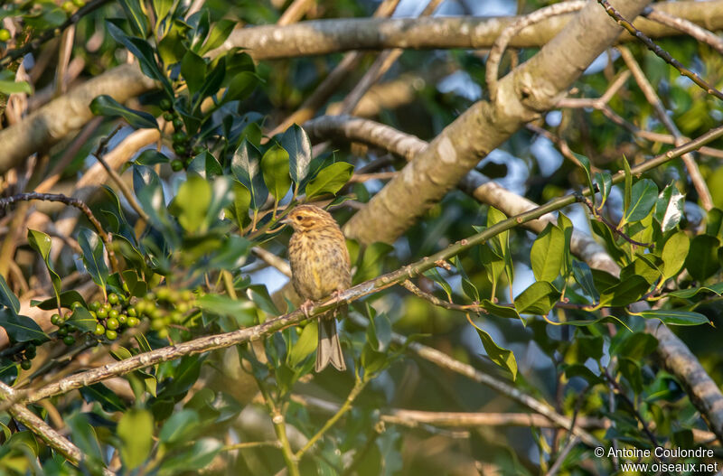 Cirl Bunting female adult