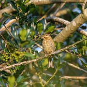 Cirl Bunting