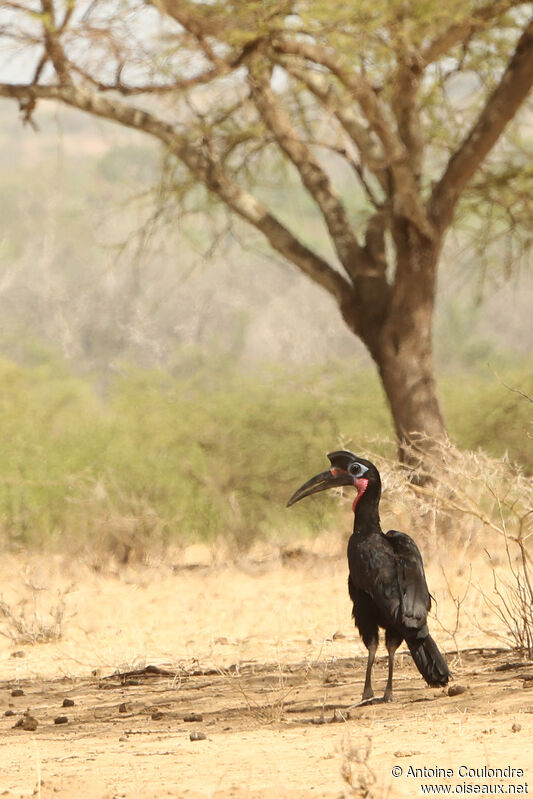 Abyssinian Ground Hornbill male adult breeding