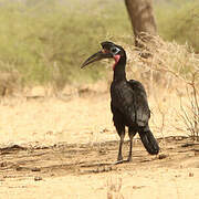 Abyssinian Ground Hornbill