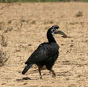 Abyssinian Ground Hornbill