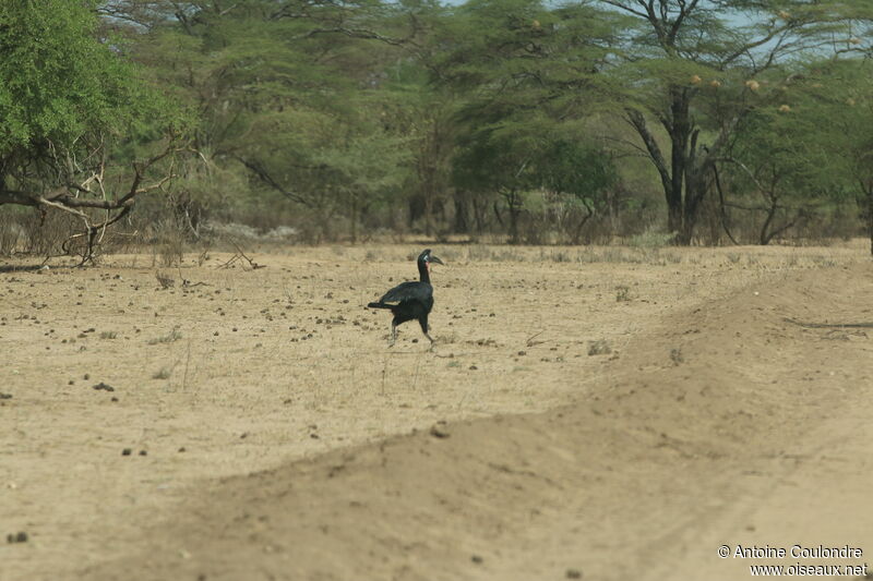 Abyssinian Ground Hornbilladult, habitat