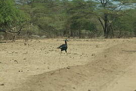 Abyssinian Ground Hornbill