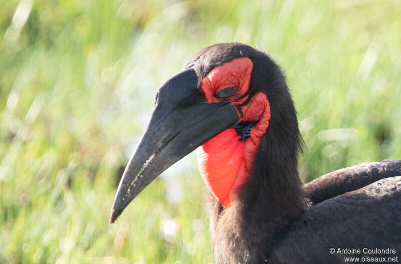 Southern Ground Hornbill female adult breeding, close-up portrait