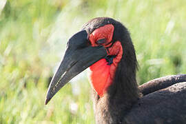 Southern Ground Hornbill