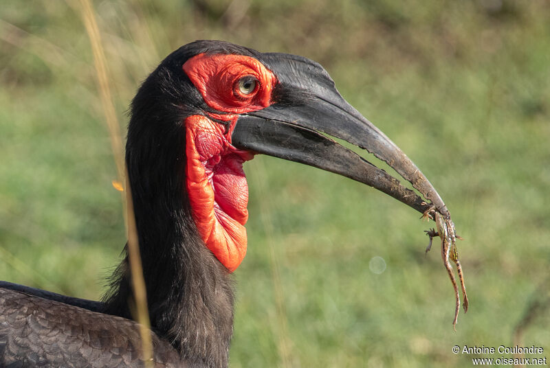 Southern Ground Hornbill male adult breeding, close-up portrait, courting display