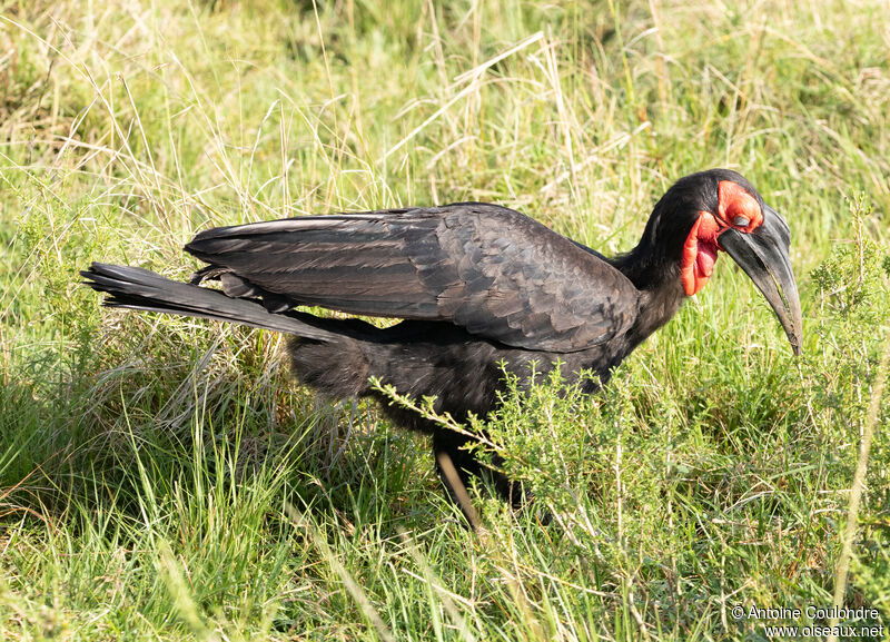 Southern Ground Hornbill male adult, fishing/hunting