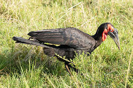 Southern Ground Hornbill