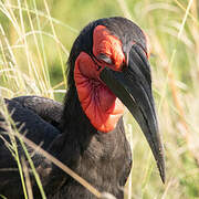 Southern Ground Hornbill