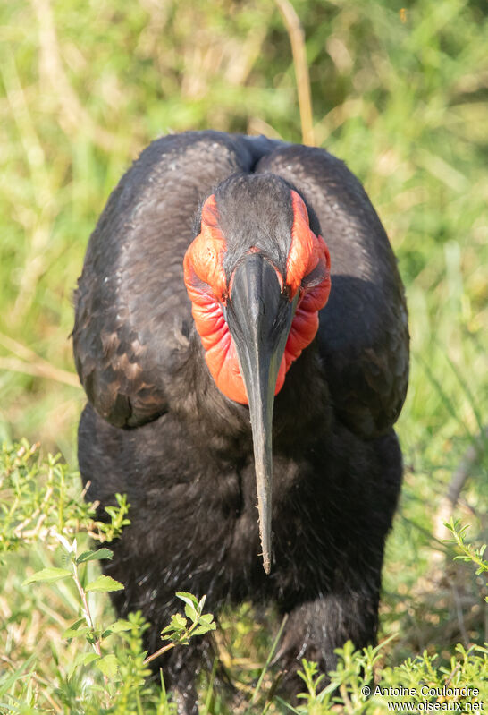 Southern Ground Hornbill male adult breeding