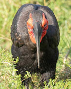 Southern Ground Hornbill