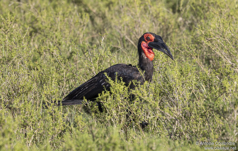 Southern Ground Hornbill male adult