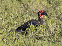 Southern Ground Hornbill