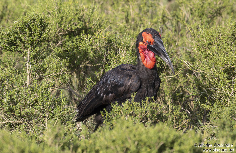 Southern Ground Hornbill male adult