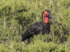 Southern Ground Hornbill