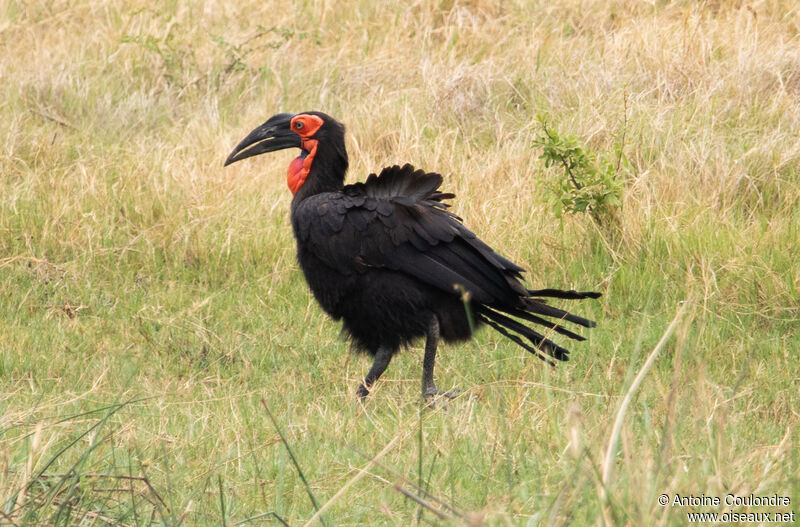 Southern Ground Hornbill female adult