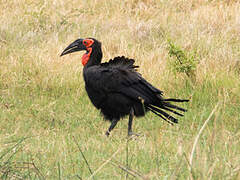 Southern Ground Hornbill