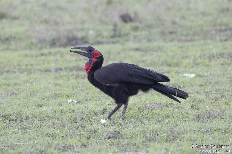 Bucorve du Sud femelle adulte, pêche/chasse, mange