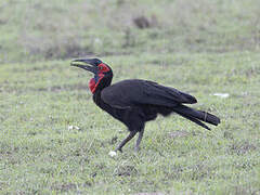 Southern Ground Hornbill