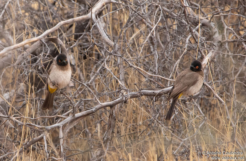 Bulbul brunoiradulte