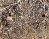 Bulbul brunoir