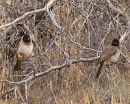 Bulbul brunoir