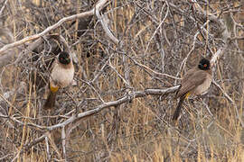 African Red-eyed Bulbul