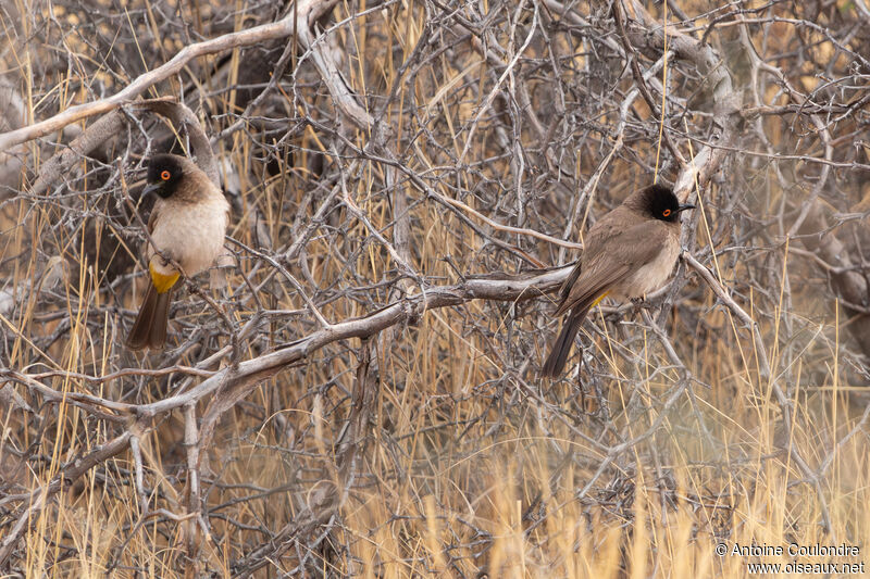 African Red-eyed Bulbuladult