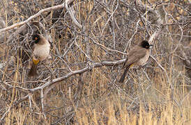 African Red-eyed Bulbul