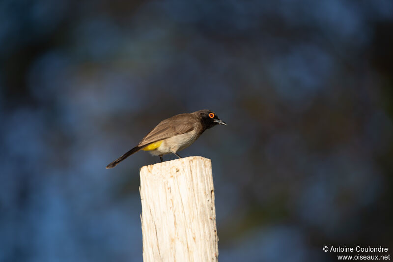 Bulbul brunoiradulte