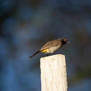 African Red-eyed Bulbul