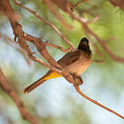 African Red-eyed Bulbul