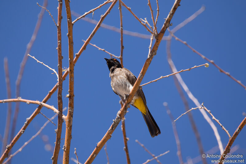 Bulbul brunoiradulte