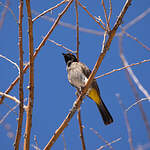 Bulbul brunoir