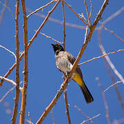 African Red-eyed Bulbul