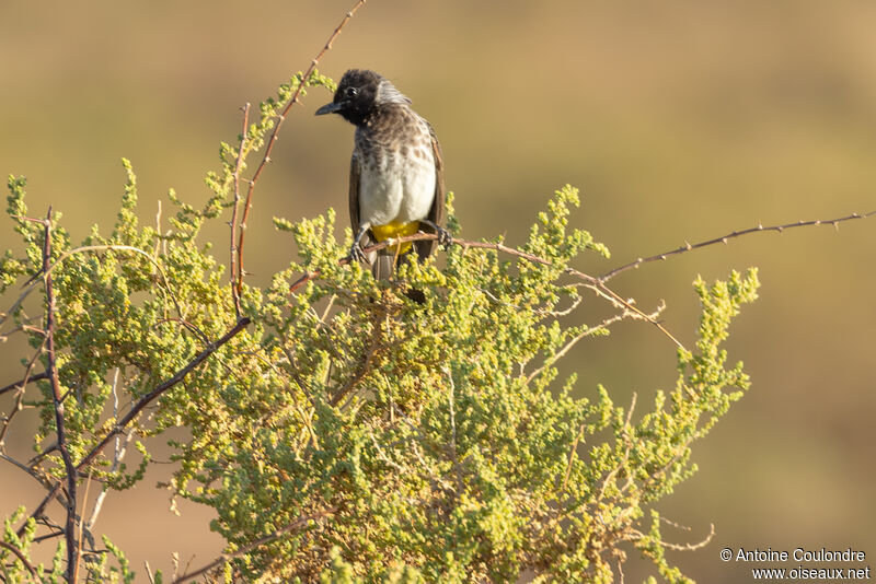 Bulbul de Dodsonadulte