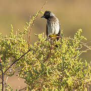 Dodson's Bulbul