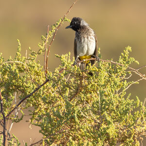 Bulbul de Dodson