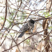 Dodson's Bulbul