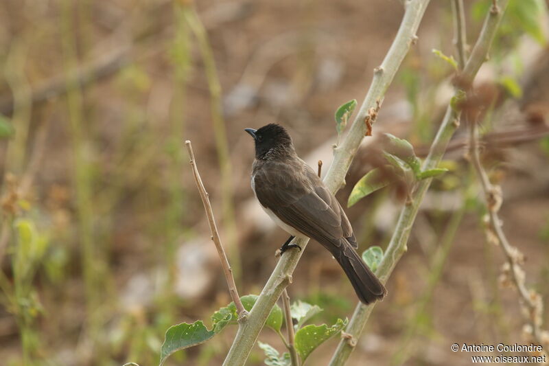 Bulbul des jardinsadulte