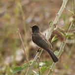 Bulbul des jardins